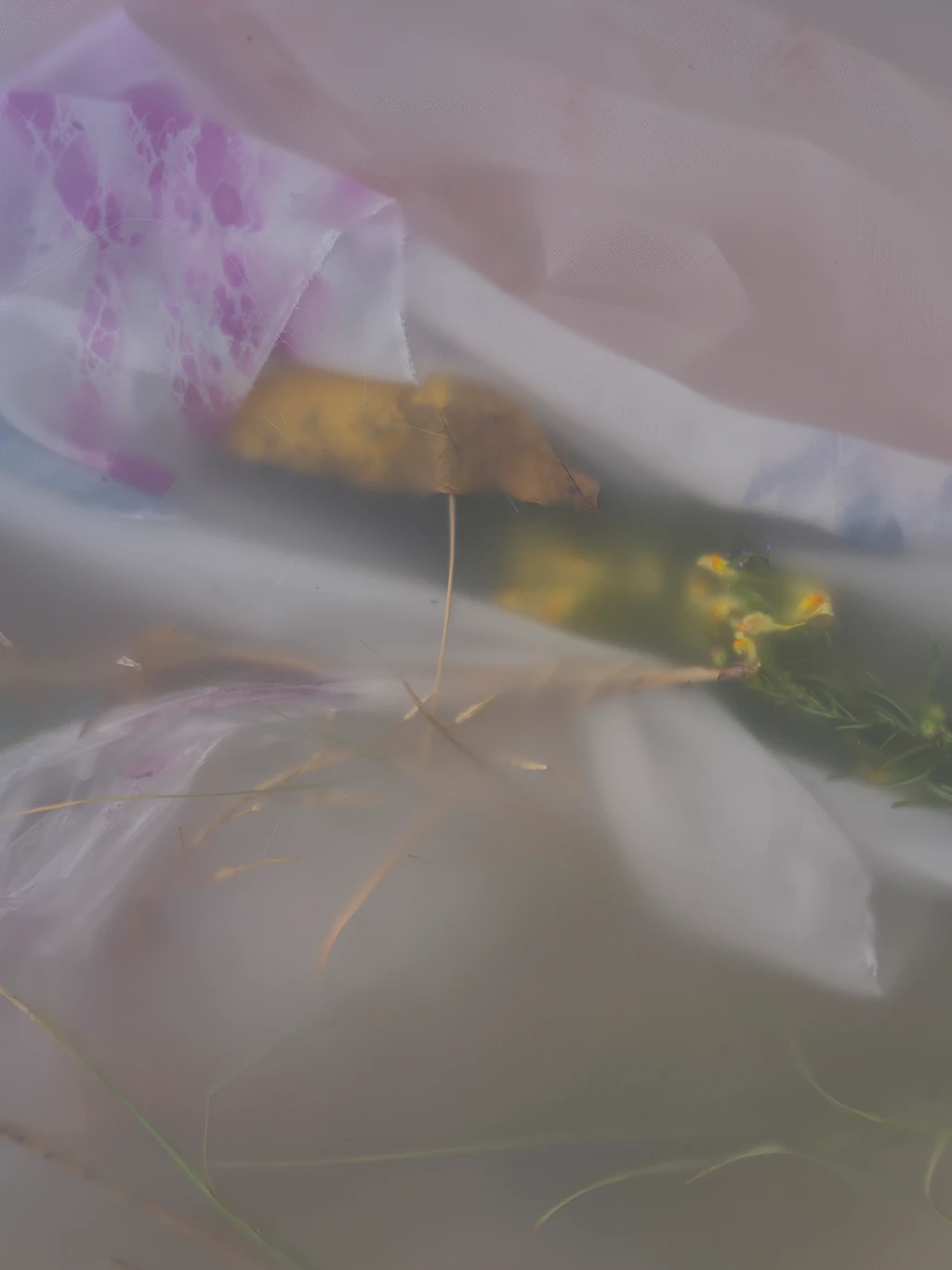 Pollinaria Natalia Trejbalova 2026 Ph Andrea Straccini 0038400 low